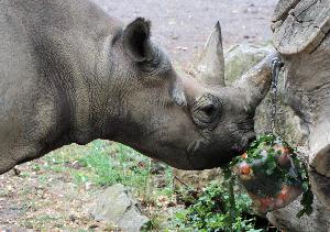 Tierischer Abenteuer-Sommer im Zoo Leipzig beginnt